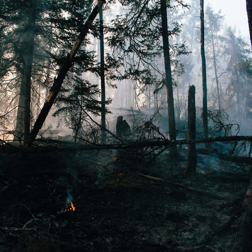 Image result for whale bones island fire